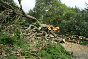 fallen tree